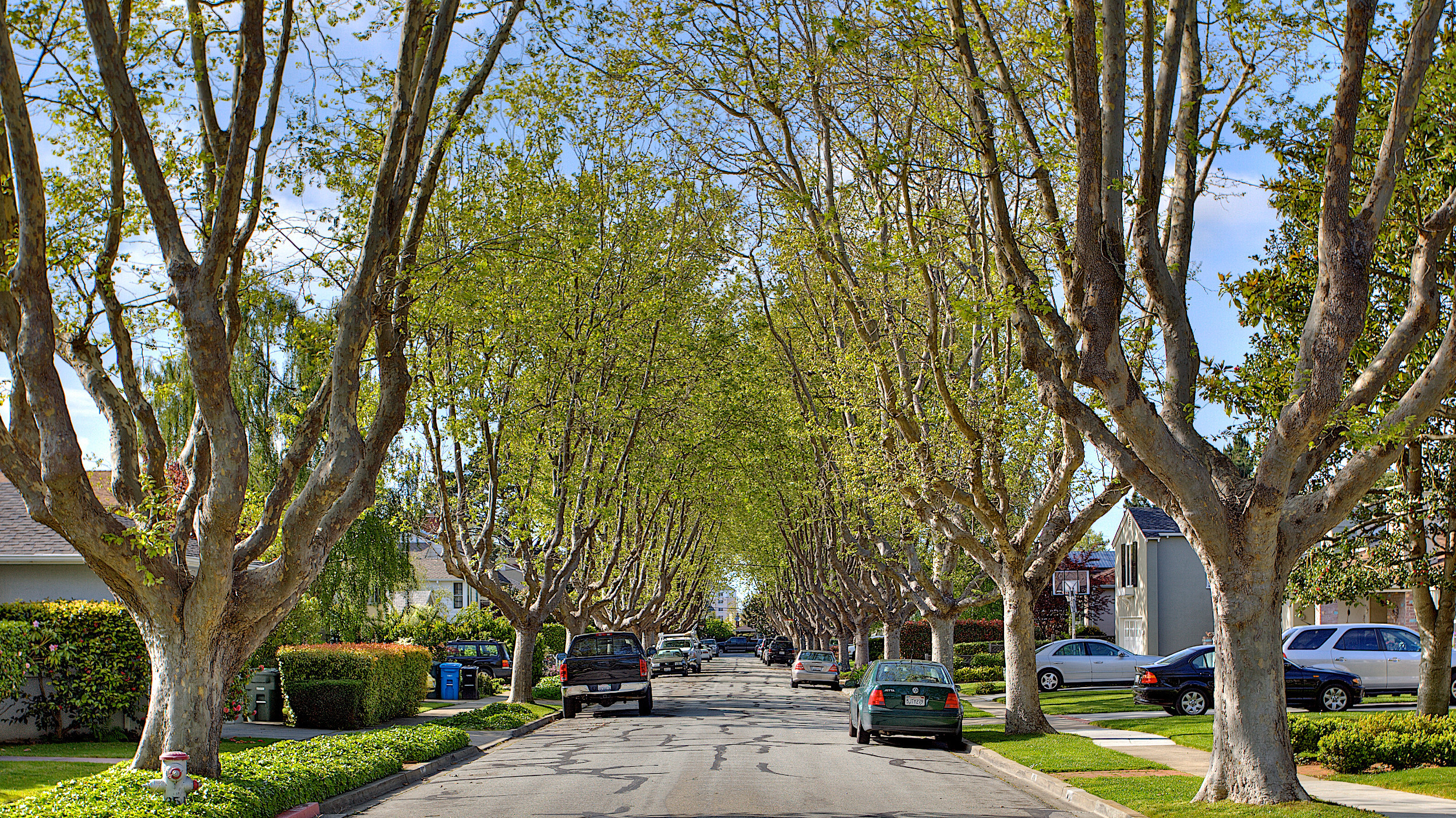 Burlingables tree-lined street in Burlingame